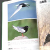 长白山野生鸟类图鉴 周树林 收录野生鸟类326种 1371 中国林业出版社 商品缩略图2