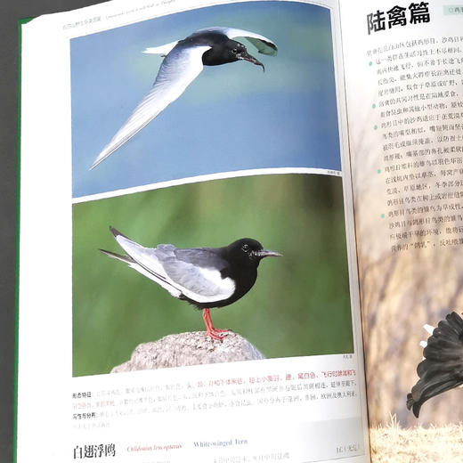 长白山野生鸟类图鉴 周树林 收录野生鸟类326种 1371 中国林业出版社 商品图2