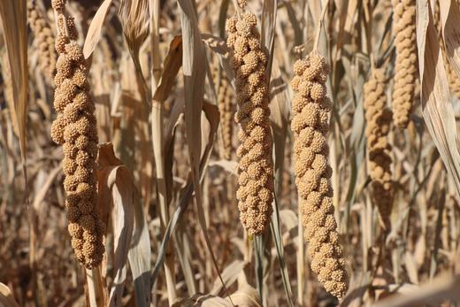 陕北米脂高山有机黄小米500克 商品图3