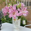 粉拉菲多头重瓣百合3支 商品缩略图2