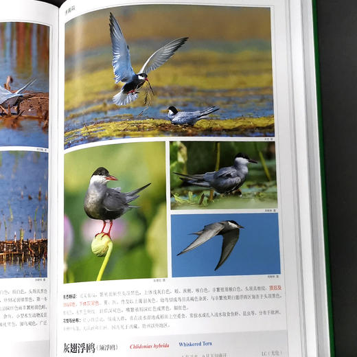 长白山野生鸟类图鉴 周树林 收录野生鸟类326种 1371 中国林业出版社 商品图4