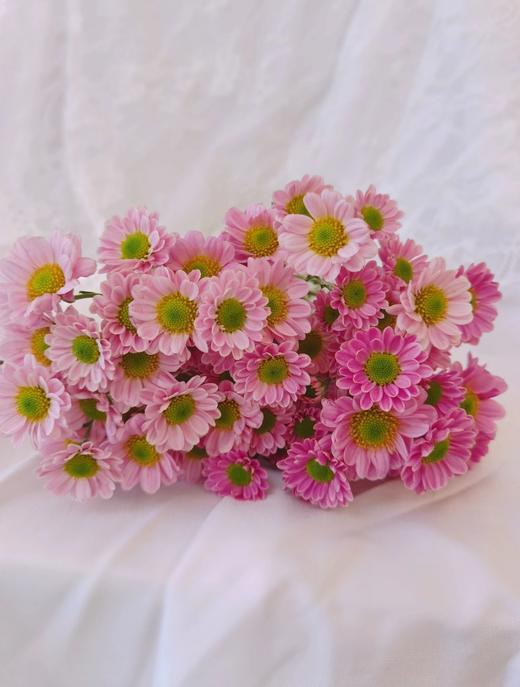 小菊 | 罗西粉 商品图0