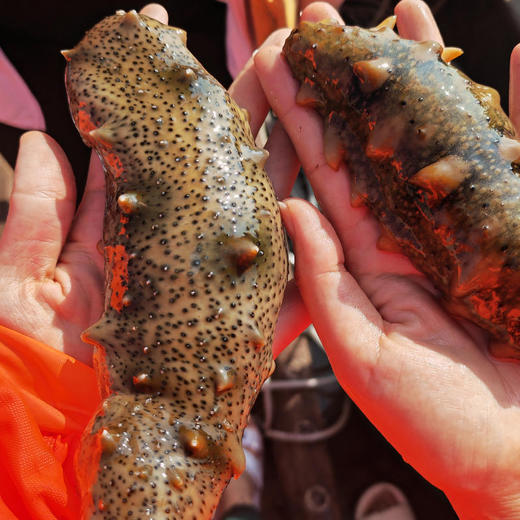 国家地理标识产品【长岛野生拉缸盐海参】拉缸盐半湿海参 圈海4年未动，检测通过了无重金属和无核辐射 无农残报告 生态海域，传统工艺、海参界的爱马仕！可泡发三倍以上! 商品图4