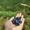 【国家森林公园高山生态新坞蓝莓】 商品缩略图1