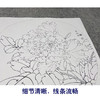 李晓明工笔花鸟画白描底稿牡丹一套十二幅册页尺寸38×41厘米花鸟线稿KF22 商品缩略图4