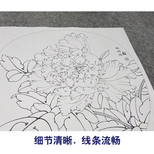 李晓明工笔花鸟画白描底稿牡丹一套十二幅册页尺寸38×41厘米花鸟线稿KF22 商品图4