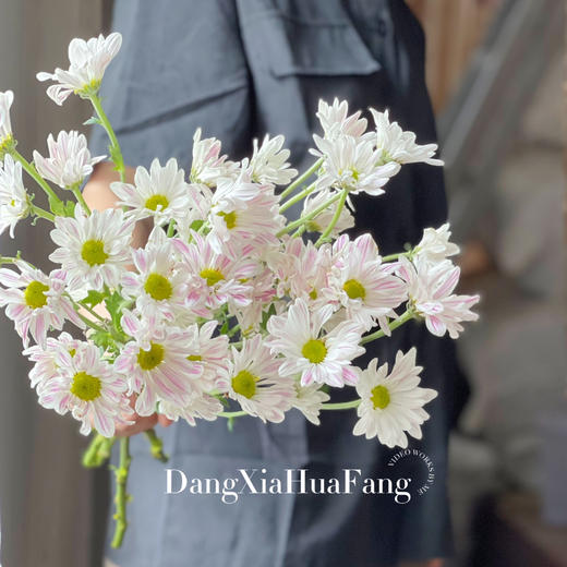 随机小菊（5支） 商品图6