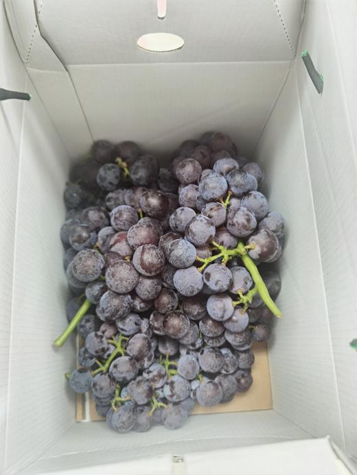 【仟吉农场】夏黑葡萄5斤 商品图2