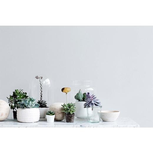 谷物06.如何拥有一片森林 商品图1