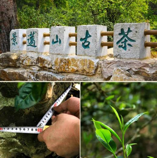 2013年景迈山大树春茶 空谷礼品茶357克 商品图2