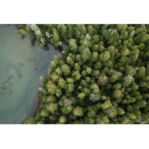 谷物06.如何拥有一片森林 商品图3