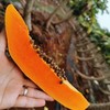 【红心木瓜】牛奶木瓜香甜润红，肉厚多汁，独特的口味，一口爱上它的美味 商品缩略图4