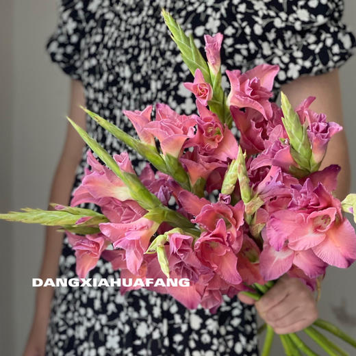 【剑兰.买2份减20元】10支/份 剪短至65-70cm左右发货 商品图2