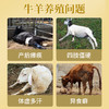 华畜牛羊高钙多维1kg 拉大骨架促生长 补充维生素均衡营养 商品缩略图1