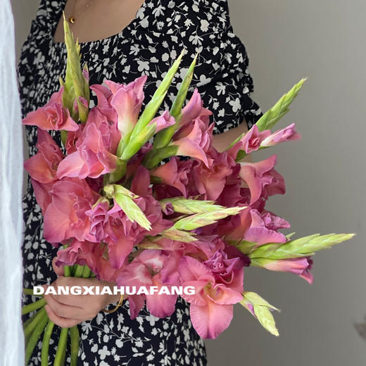 【剑兰.买2份减20元】10支/份 剪短至65-70cm左右发货 商品图4