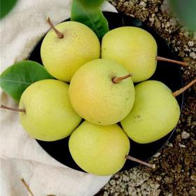 蜂蜜梨（±50g）