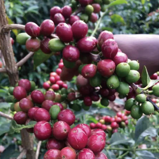2022新产季埃塞俄比亚西达摩英雄咖啡豆 商品图2
