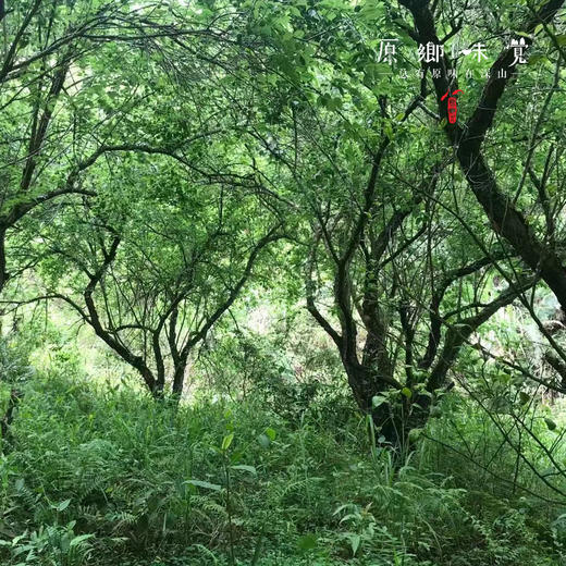 生态酸梅汤/乌梅（成都仓库-顺丰快递） | 多种规格，来自广东广州，生产者：汇耕田社员【合作生产，公平贸易】 商品图3