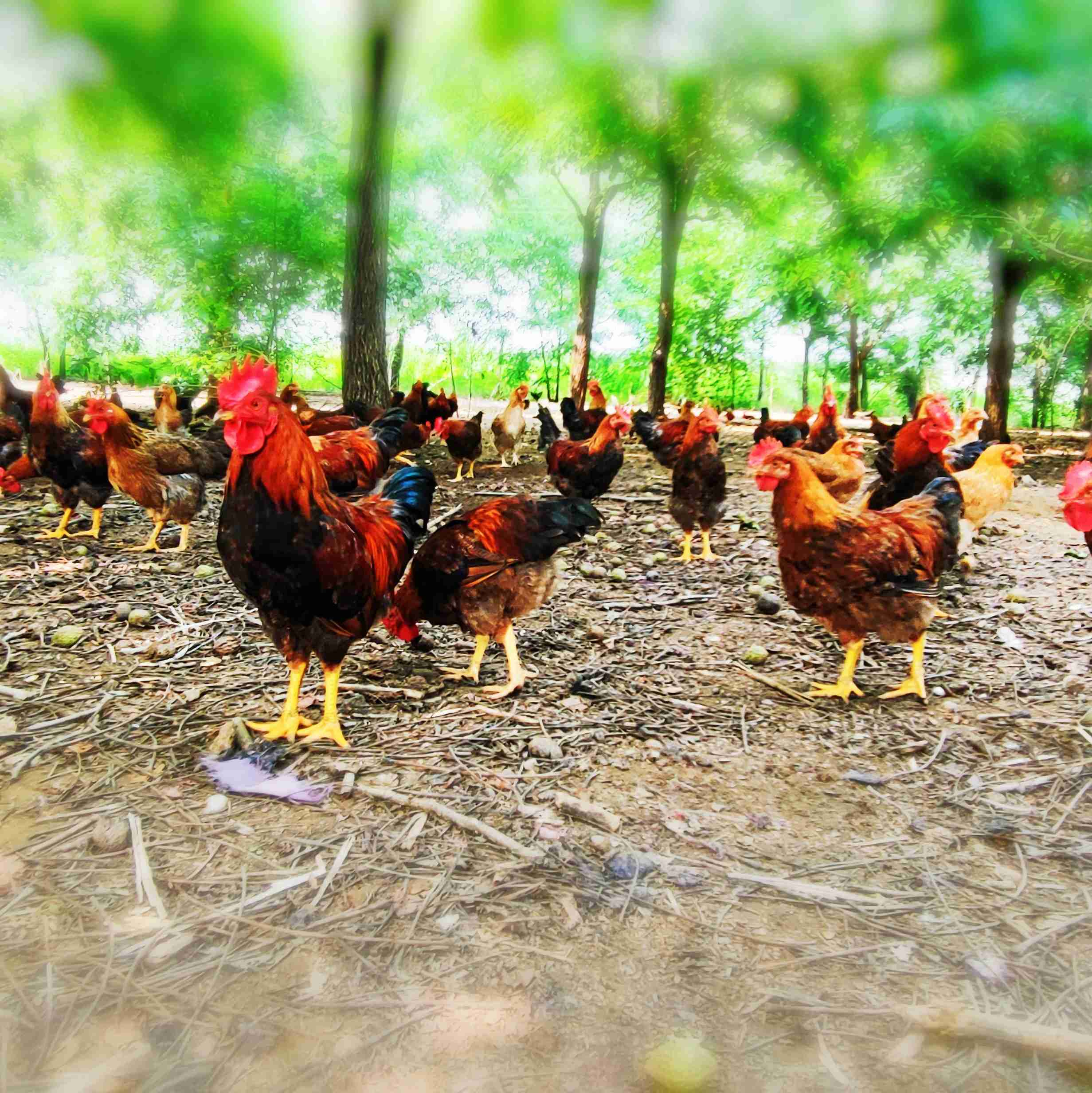 自产跑步鸡3天以内发货林下散养清膛农场自产chickenhen