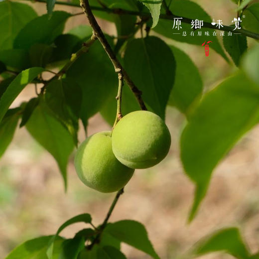 生态酸梅汤/乌梅（成都仓库-顺丰快递） | 多种规格，来自广东广州，生产者：汇耕田社员【合作生产，公平贸易】 商品图5