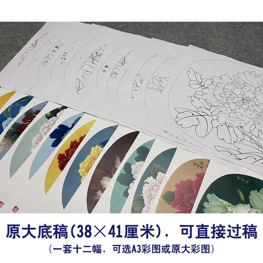 李晓明工笔花鸟画白描底稿牡丹一套十二幅册页尺寸38×41厘米花鸟线稿KF22 商品图2