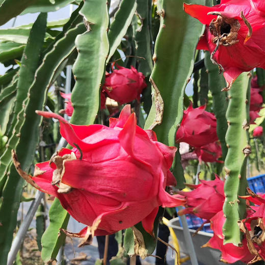 【红颜惹人爱】福建红心火龙果 商品图3