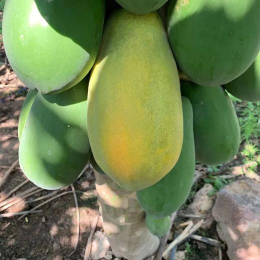 【红心木瓜】牛奶木瓜香甜润红，肉厚多汁，独特的口味，一口爱上它的美味 商品图3