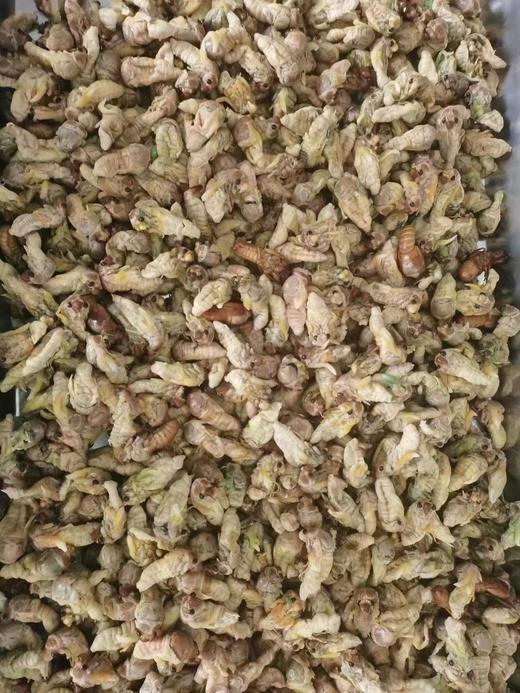 特大知了100只 商品图4