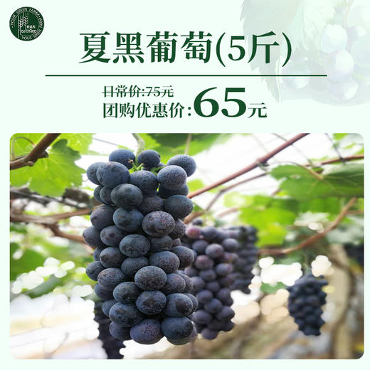 【仟吉农场】夏黑葡萄5斤 商品图0