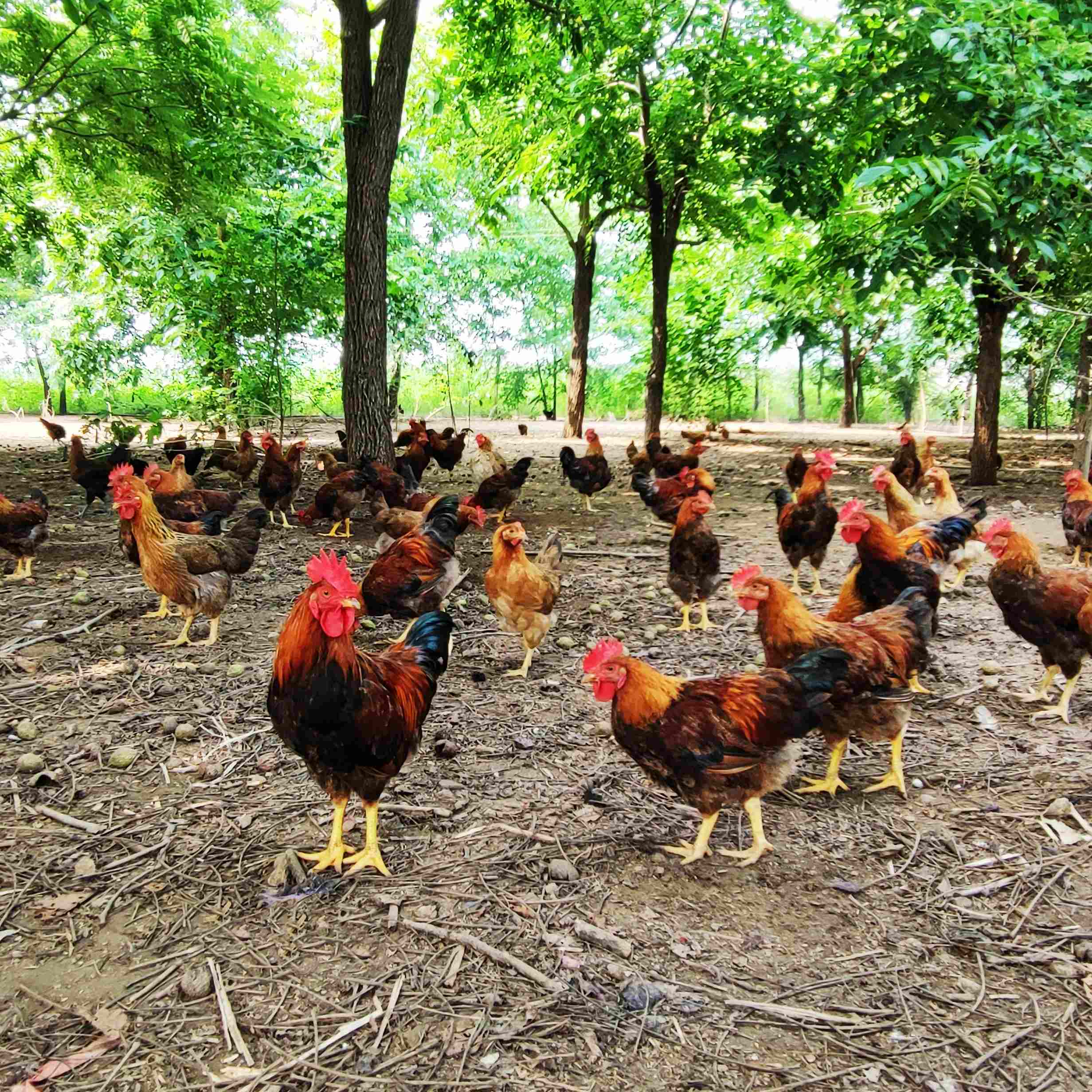 自产跑步鸡3天以内发货林下散养清膛农场自产chickenhen