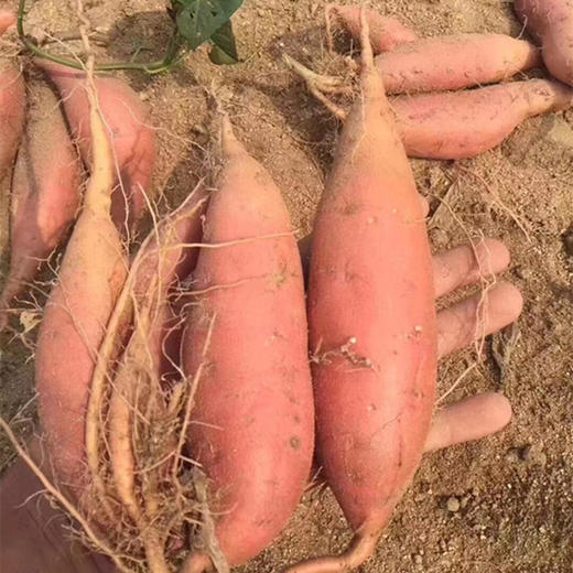 『山东烟薯25』黄瓤泛红，甜糯流油，甜的浓烈，咬下去后唇齿间甜香无比，一吃就上瘾，完全停不下来 商品图3