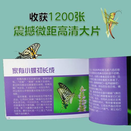 博物大发现:我的1000位昆虫朋友(全5册) 商品图3