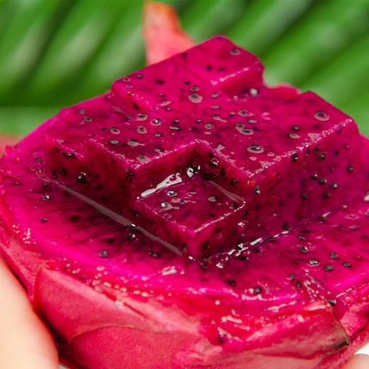 【红颜惹人爱】福建红心火龙果 商品图0