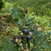【国家森林公园高山生态新坞蓝莓】 商品缩略图2