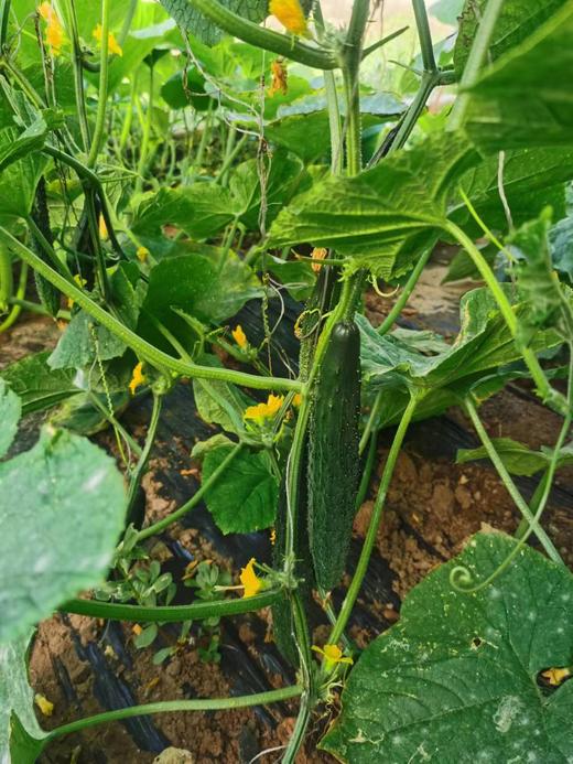 【鸿翠园招牌菜】鸿翠园 有机水黄瓜 商品图8