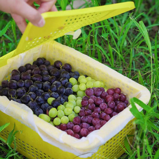 新疆吐鲁番三色葡萄 无核品种 皮薄无涩 爽口 脆甜 新鲜采摘发货 商品图2