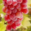 新疆吐鲁番三色葡萄 无核品种 皮薄无涩 爽口 脆甜 新鲜采摘发货 商品缩略图5
