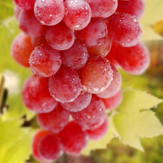 新疆吐鲁番三色葡萄 无核品种 皮薄无涩 爽口 脆甜 新鲜采摘发货 商品图5