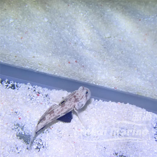 四驱车 商品图5