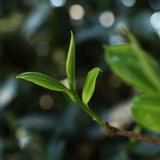 月光白茶散茶 吉顺号高山大树月光白茶 月光美人散茶250g/盒 商品图3