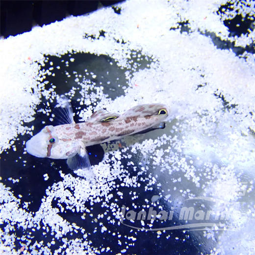 四驱车 商品图2