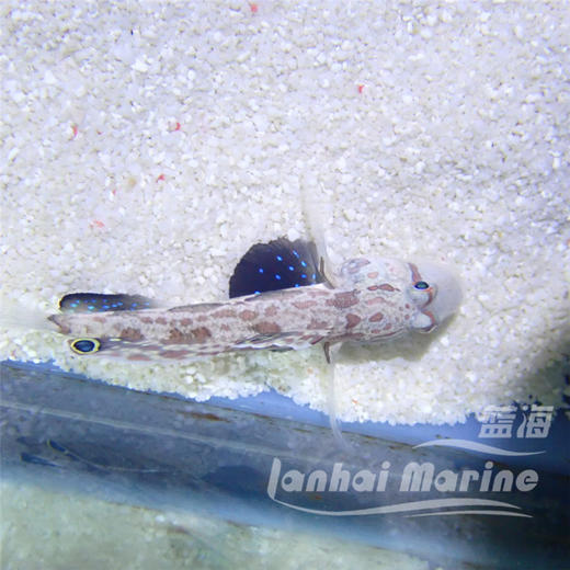 四驱车 商品图3