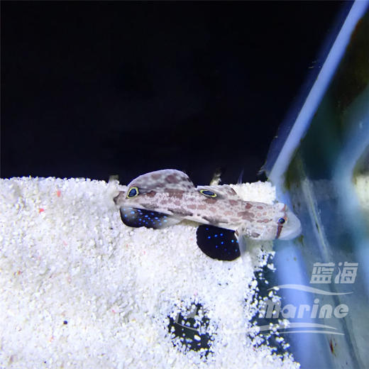 四驱车 商品图1