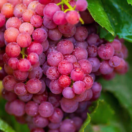 新疆吐鲁番三色葡萄 无核品种 皮薄无涩 爽口 脆甜 新鲜采摘发货 商品图4