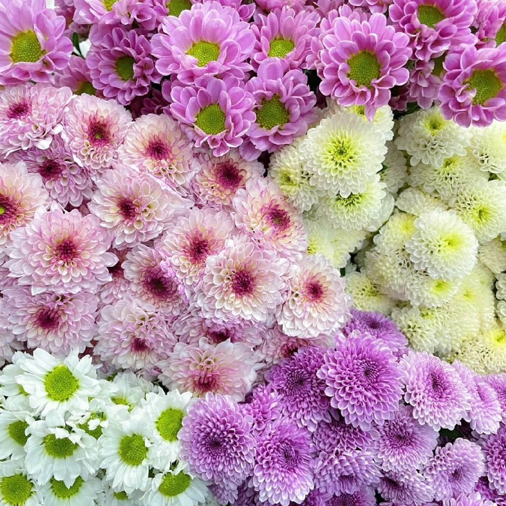 【夏日·待机王者】自选小菊