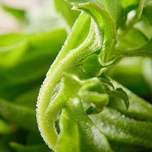 高原冰草 约120g/盒（蔬菜） 商品图2