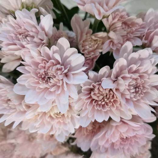 菊花-上海小菊-粉妍-10枝/扎 商品图0