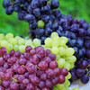 新疆吐鲁番三色葡萄 无核品种 皮薄无涩 爽口 脆甜 新鲜采摘发货 商品缩略图0