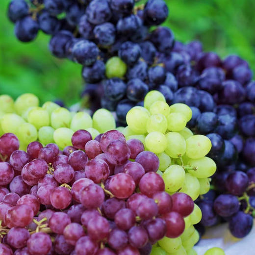 新疆吐鲁番三色葡萄 无核品种 皮薄无涩 爽口 脆甜 新鲜采摘发货 商品图0