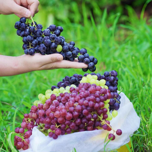 新疆吐鲁番三色葡萄 无核品种 皮薄无涩 爽口 脆甜 新鲜采摘发货 商品图1